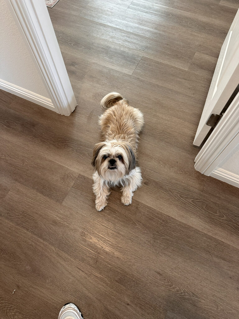 Louie standing indoors and looking up at the camera