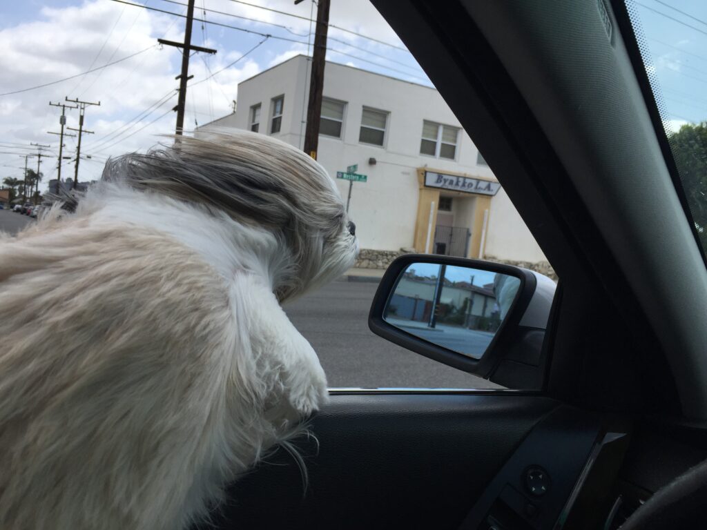 Louie — Louie / 06