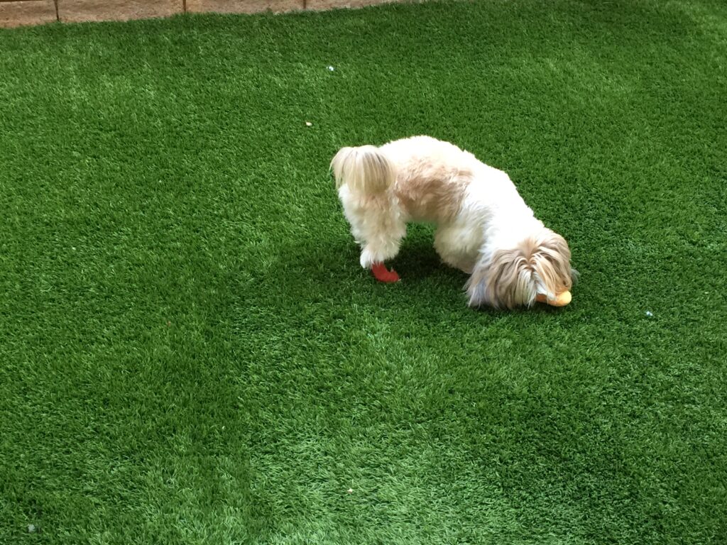 Louie — Louie / 08