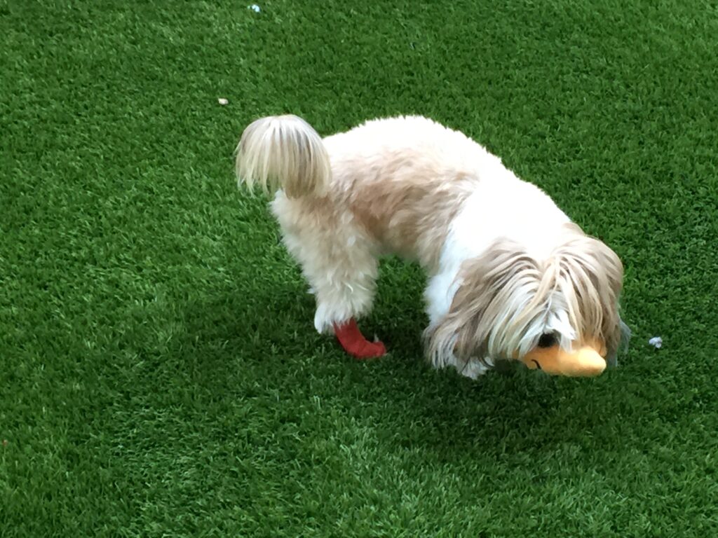 Louie — Louie / 09