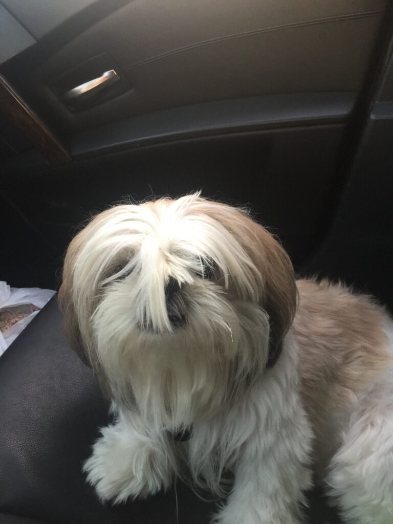 Louie — Louie / 11
